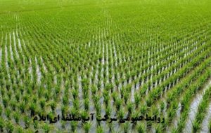 کاهش 40 درصدی بارش در ایلام؛ کشت برنج ممنوع است