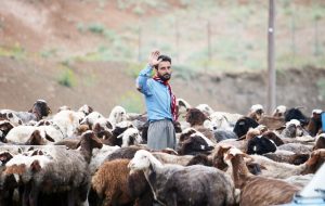 معاون فنی منابع طبیعی و آبخیزداری ایلام: خشکسالی پوشش علوفه ای مراتع ایلام را ۶۵ درصد کاهش داد