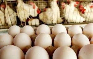 اتحادیه مرغ تخم گذار تهران: قطعا قیمت تخم‌مرغ افزایش خواهد یافت/ تولیدکنندگان ۱۳ تا ۱۵ هزار تومان به ازای هر کیلوگرم ضرر می‌دهند/ آقایان می‌گویند تا آخر شهریور تحمل کنید تا در قیمت‌ها اصلاحاتی صورت گیرد