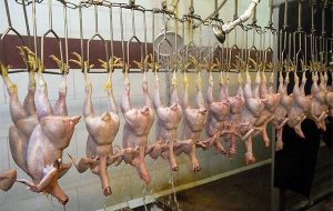 رئیس اتحادیه فروشندگان مرغ و ماهی: افزایش نرخ مرغ به ۶۵ هزار تومان/ مصرف مرغ ۲۰ درصد کاهش یافت
