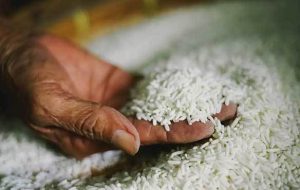 رئیس انجمن واردکنندگان برنج: دلیل ممنوعیت واردات برنج هندی، منفی شدن تراز تجاری با هندوستان است/ فعلا امکان جایگزینی نداریم
