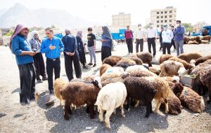 مدیرکل دامپزشکی استان ایلام خبر داد: ۳۹ گروه نظارت بر ذبح شرعی احشام در عید قربان ساماندهی شده است مدیرکل دامپزشکی استان ایلام خبر داد: ۳۹ گروه نظارت بر ذبح شرعی احشام در عید قربان ساماندهی شده است