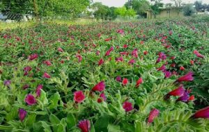 خطر انقراض بیخ گوش گیاهان کوهی ایلام
