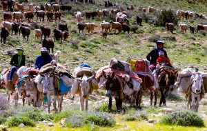مدیرکل امور عشایر ایلام خبر داد: ۹۰ درصد عشایر بومی و مهمان به مناطق گرمسیری ایلام کوچ کرده اند مدیرکل امور عشایر ایلام خبر داد: ۹۰ درصد عشایر بومی و مهمان به مناطق گرمسیری ایلام کوچ کرده اند