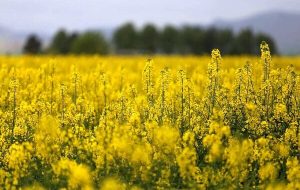 مدیرکل تعاون روستایی استان خبر داد: خرید ۱۶ هزار تن دانه روغنی کلزا از کشاورزان استان ایلام