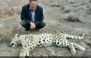 در ایوان ایلام چهارمین پلنگ ایرانی کشته شد در ایوان ایلام چهارمین پلنگ ایرانی کشته شد